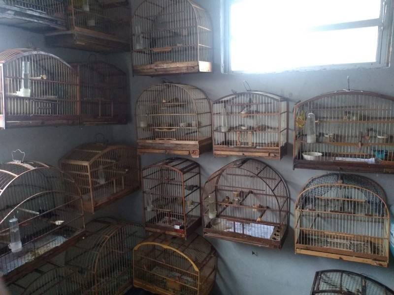 Operação apreende cerca de 80 pássaros silvestres em Criciúma — foto 1