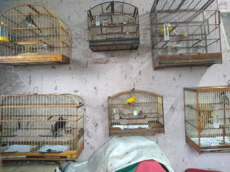 Operação apreende cerca de 80 pássaros silvestres em Criciúma — foto 3