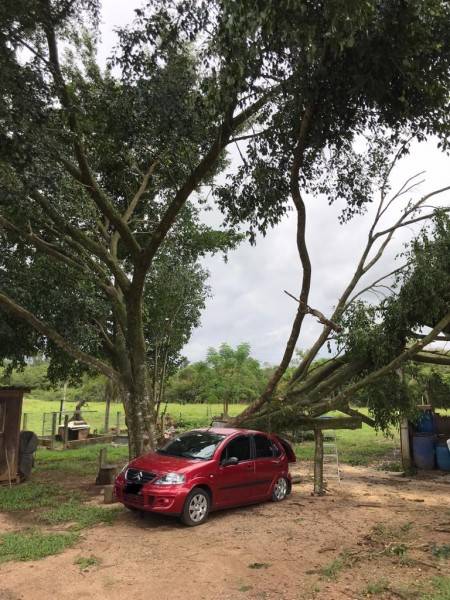 Quedas de árvores sobre casa, veículo e pavilhão mobilizam bombeiros em bairro de Forquilhinha — foto 1