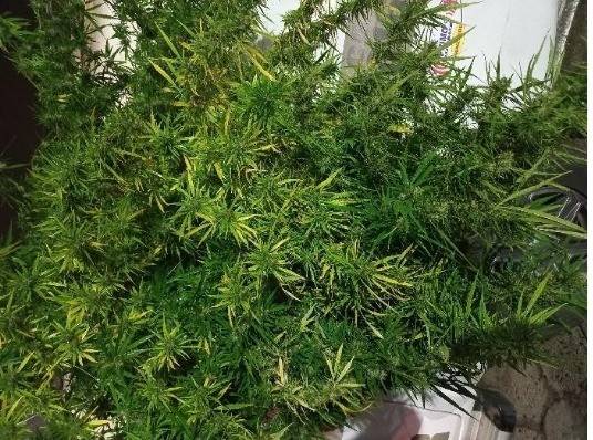 PM apreende pé de maconha de grande porte em Tubarão — foto 1