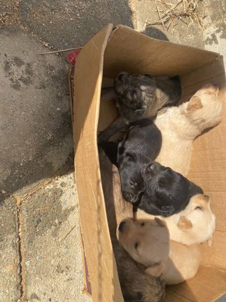 Animais ilhados são resgatados em Morro da Fumaça — foto 1