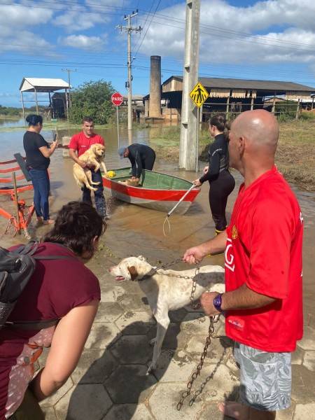 Animais ilhados são resgatados em Morro da Fumaça — foto 2