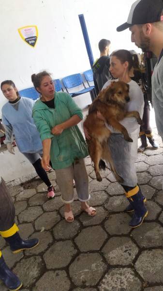Funat acolheu cerca de 150 cães e gatos durante os alagamentos em Tubarão — foto 1