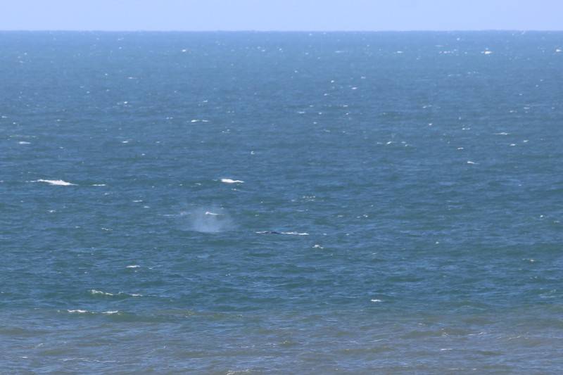 Elas chegaram: baleias francas são vistas em Laguna — foto 5