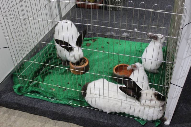 Queridinhos do público, mais de 700 animais estarão na AgroPonte 2022 — foto 11