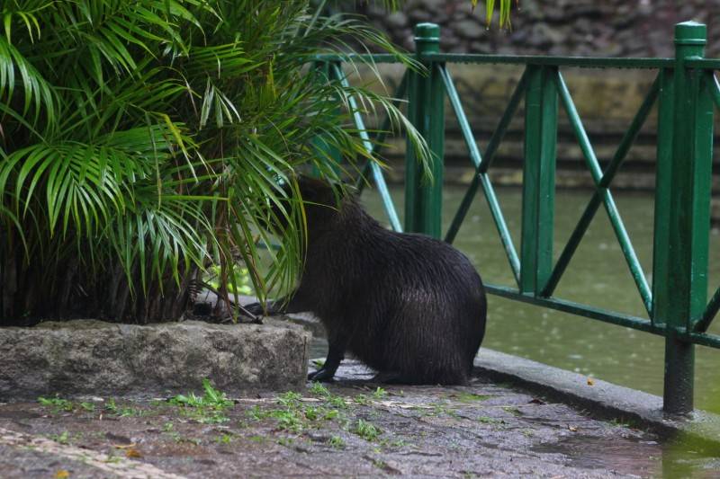 Capivara aparece na Praça do Congresso e desperta atenção de pedestres — foto 2