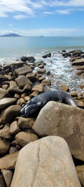 Filhote de baleia-franca encalha no litoral sul de SC — foto 1
