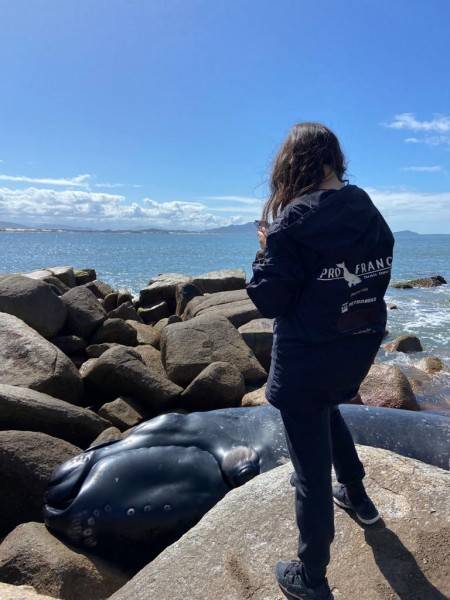 Filhote de baleia-franca encalha no litoral sul de SC — foto 2