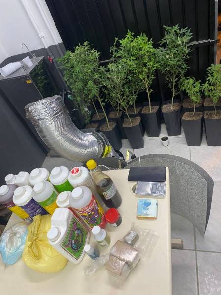 PM descobre estufa com plantação de maconha dentro de casa em Criciúma — foto 1