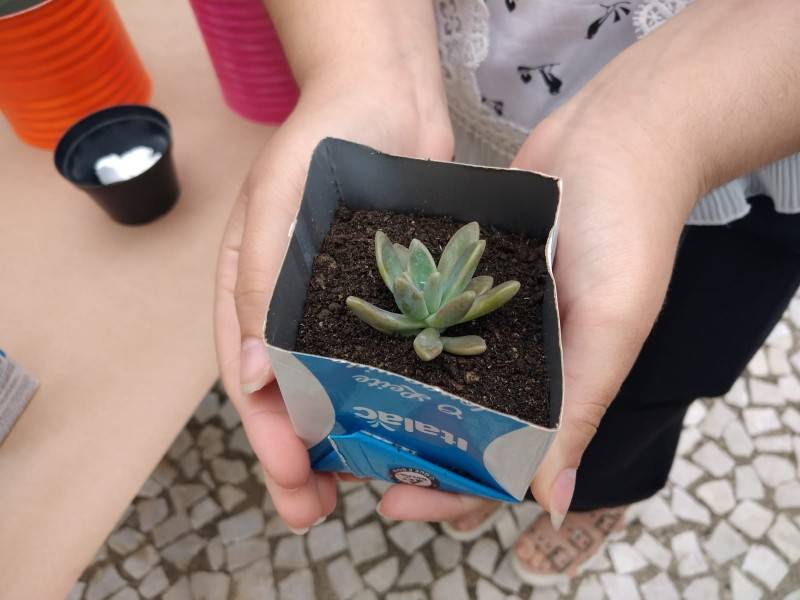 Diretoria de Meio Ambiente promove atividades em comemoração ao ‘Dia da Árvore’ em Criciúma — foto 7