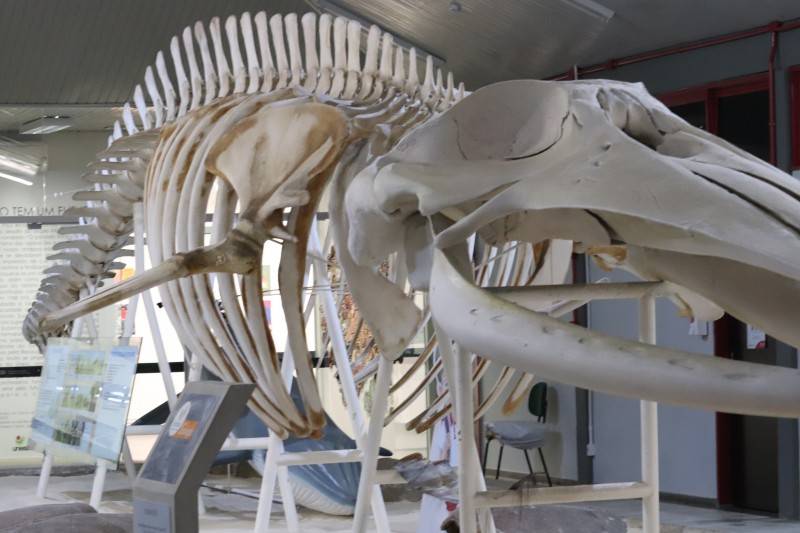 Museu de Zoologia da Unesc celebra 20 anos com programação especial — foto 1