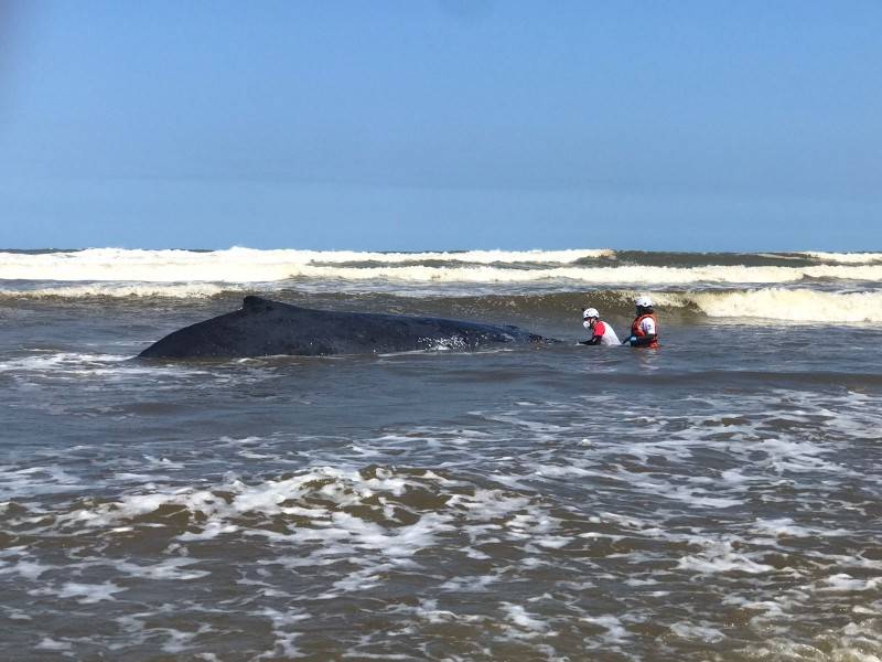 Subida da maré pode auxiliar nova tentativa de desencalhar baleia-jubarte em Jaguaruna — foto 2