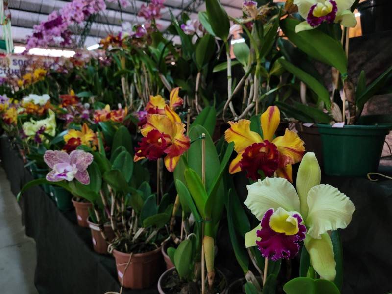 2ª Exposição de Orquídeas, colore Urussanga até este domingo — foto 1