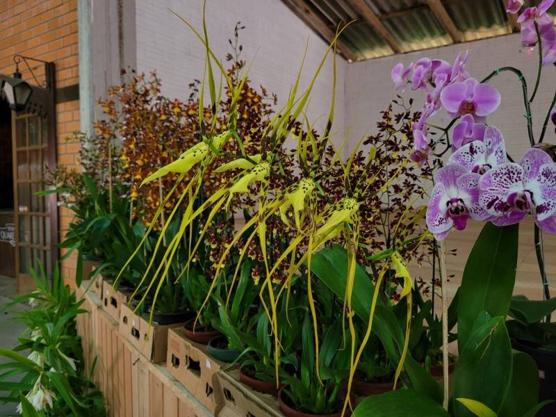 2ª Exposição de Orquídeas, colore Urussanga até este domingo — foto 2