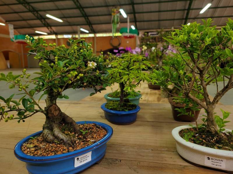 2ª Exposição de Orquídeas, colore Urussanga até este domingo — foto 7