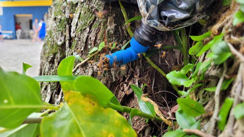 Iniciativa da Apae Cocal do Sul utiliza criação de abelhas sem ferrão como meio terapêutico — foto 1