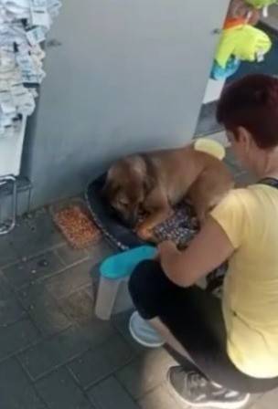 ONG Protetores Independentes da Praça realiza paella em prol de animais — foto 1