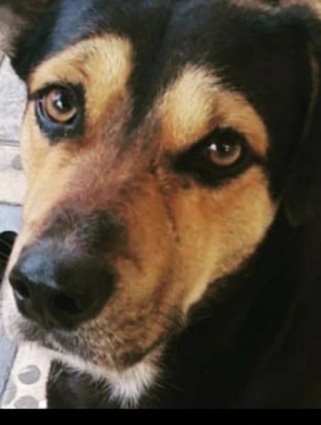 ONG Protetores Independentes da Praça realiza paella em prol de animais — foto 2