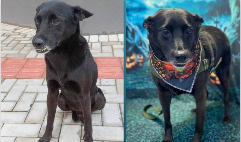 ONG Protetores Independentes da Praça realiza paella em prol de animais — foto 16