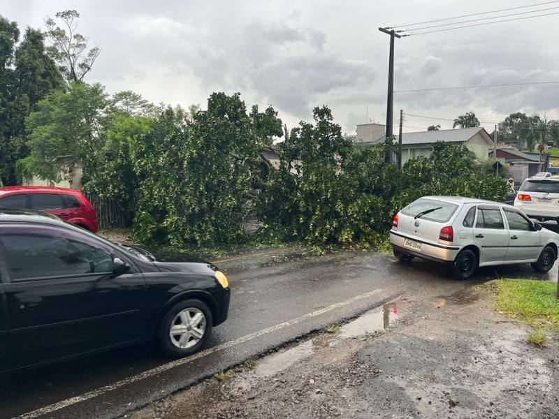 Árvore inteira cai no bairro Laranjinha e bloqueia principal rua da comunidade — foto 1