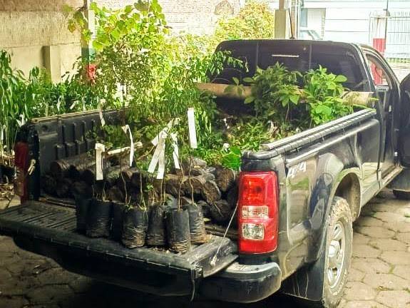 Comitê Tubarão e Complexo Lagunar distribui 1,5 mil mudas de árvores — foto 1