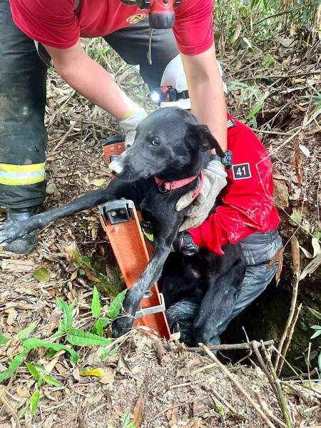 Cachorro desaparecido é resgatado em buraco por bombeiros — foto 1