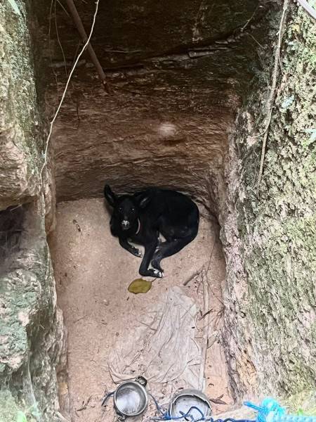 Cachorro desaparecido é resgatado em buraco por bombeiros — foto 5