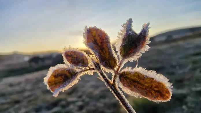 Serra catarinense registra geada ao amanhecer e temperatura de -0,1ºC — foto 2