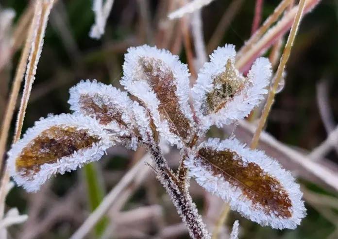 Serra catarinense registra geada ao amanhecer e temperatura de -0,1ºC — foto 8