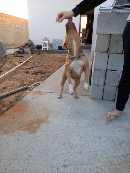Cadela é resgatada após ficar com  cabeça presa em concreto — foto 1