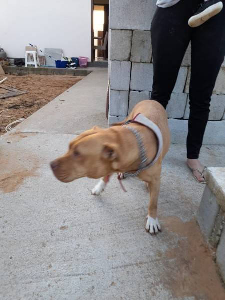 Cadela é resgatada após ficar com  cabeça presa em concreto — foto 2