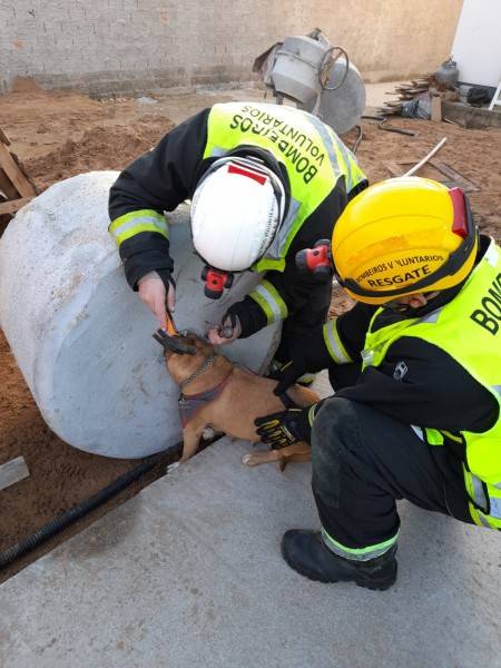 Cadela é resgatada após ficar com  cabeça presa em concreto — foto 5
