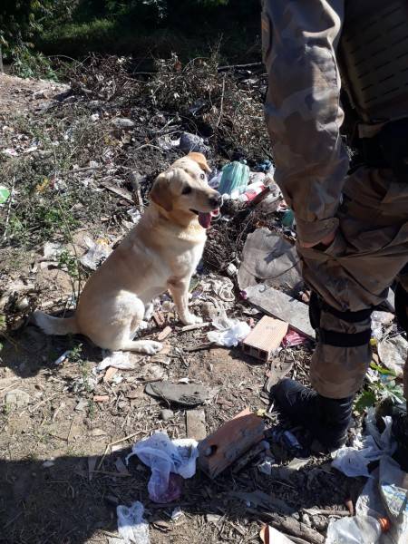 PM apreende maconha no bairro Paraíso em Criciúma — foto 1