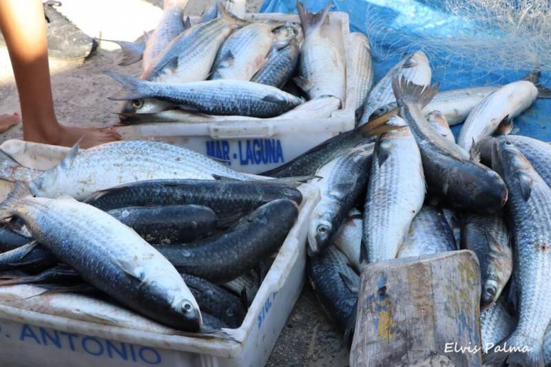 Pescadores comemoram captura de tainhas no Farol de Santa Marta — foto 1