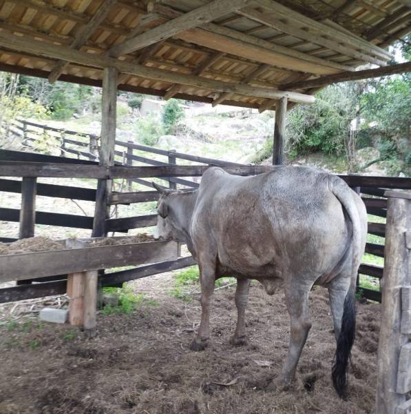 Vaca presa em córrego é resgatada pelo Corpo de Bombeiros em Tubarão — foto 2