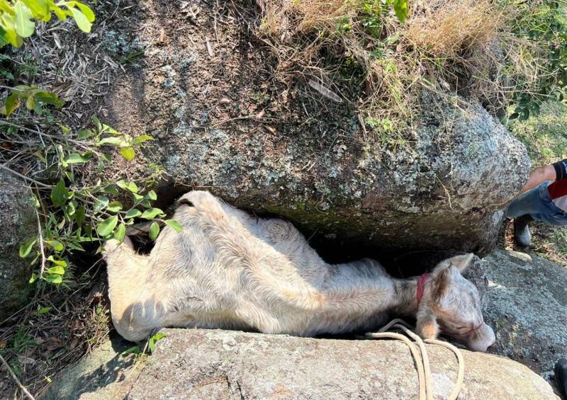 Vaca presa em rochas é resgatada pelo Corpo de Bombeiros em Tubarão — foto 1