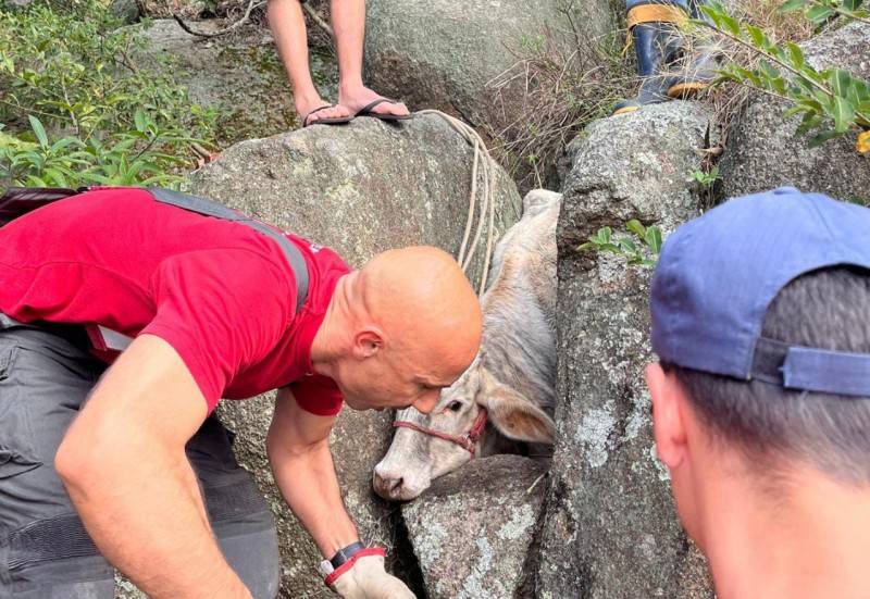 Vaca presa em rochas é resgatada pelo Corpo de Bombeiros em Tubarão — foto 2