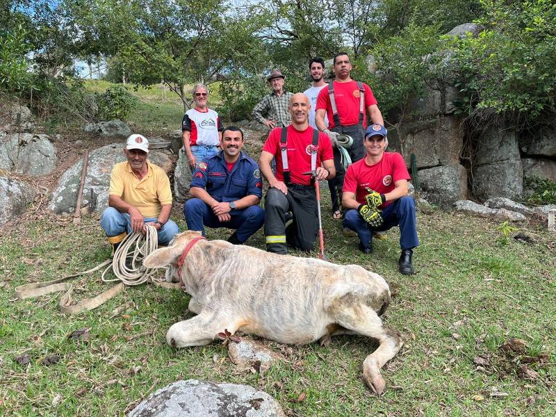 Vaca presa em rochas é resgatada pelo Corpo de Bombeiros em Tubarão — foto 3
