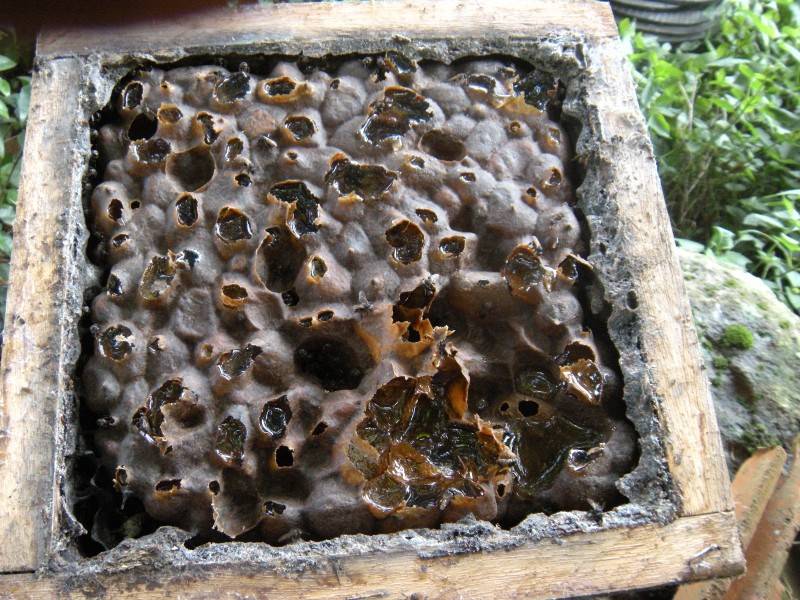 Mais de 100 mil abelhas sem ferrão estarão na AgroPonte; criação pode ser feita em casa — foto 1
