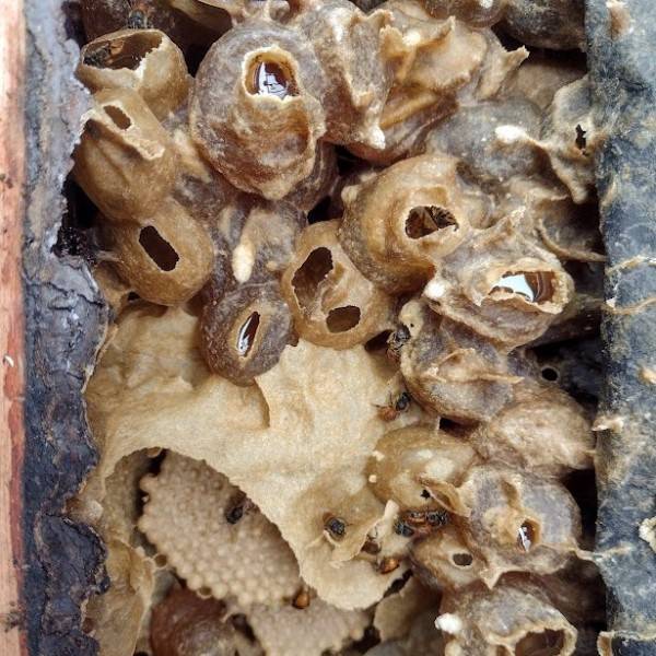 Mais de 100 mil abelhas sem ferrão estarão na AgroPonte; criação pode ser feita em casa — foto 2