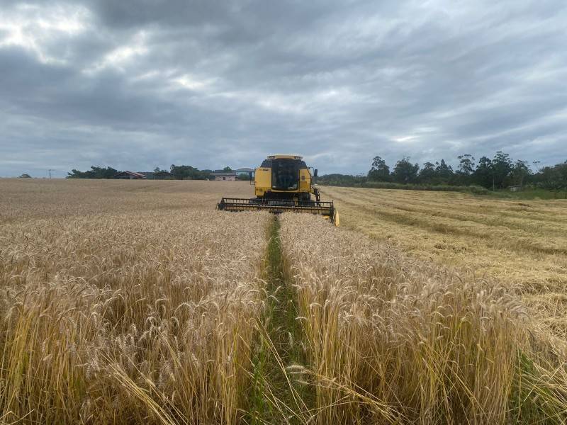Produtor rural de Içara aposta em plantação de larga escala para diversificar agricultura — foto 1