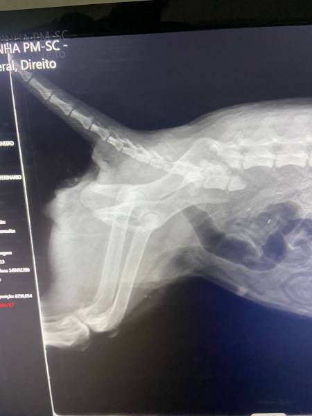 Policiais resgatam cadela com coluna fraturada e buscam ajuda para custear cirurgia — foto 1