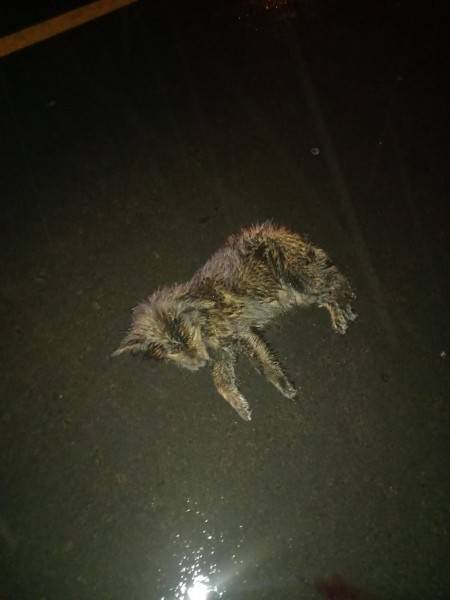 Policiais resgatam cadela com coluna fraturada e buscam ajuda para custear cirurgia — foto 2