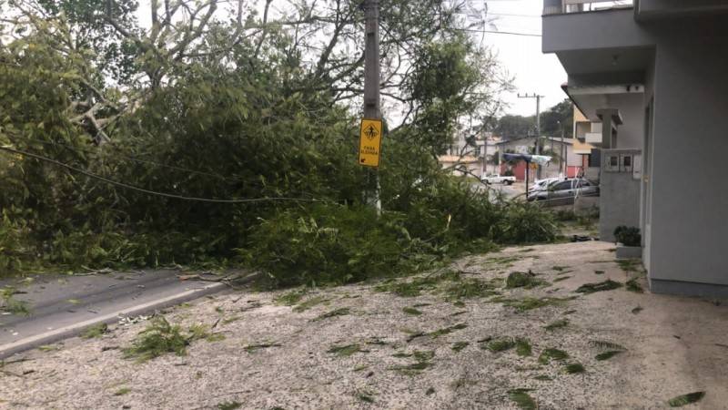 Queda de árvore causa interdição na rua João de Rochi em Morro da Fumaça — foto 1