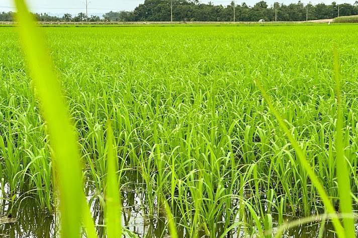 Após fortes chuvas, previsão de temperaturas altas pode ser positiva para a rizicultura de SC — foto 1