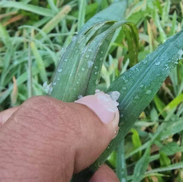Em pleno dezembro, Serra Catarinense registra geada; veja fotos — foto 1