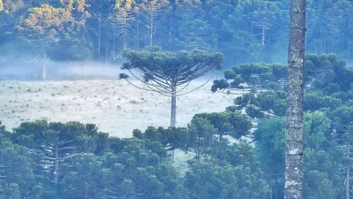 Em pleno dezembro, Serra Catarinense registra geada; veja fotos — foto 2