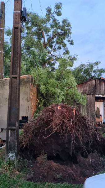 Criciúma: bombeiros atendem 20 ocorrências de queda de árvores — foto 9