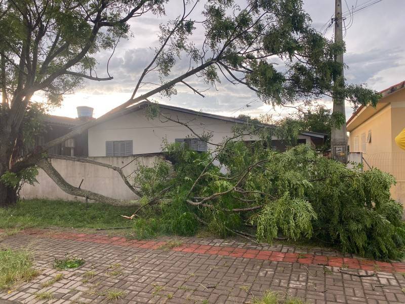 Criciúma: bombeiros atendem 20 ocorrências de queda de árvores — foto 1