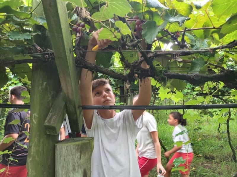 Alunos da Colônia de Férias de Içara conhecem vinícola — foto 5